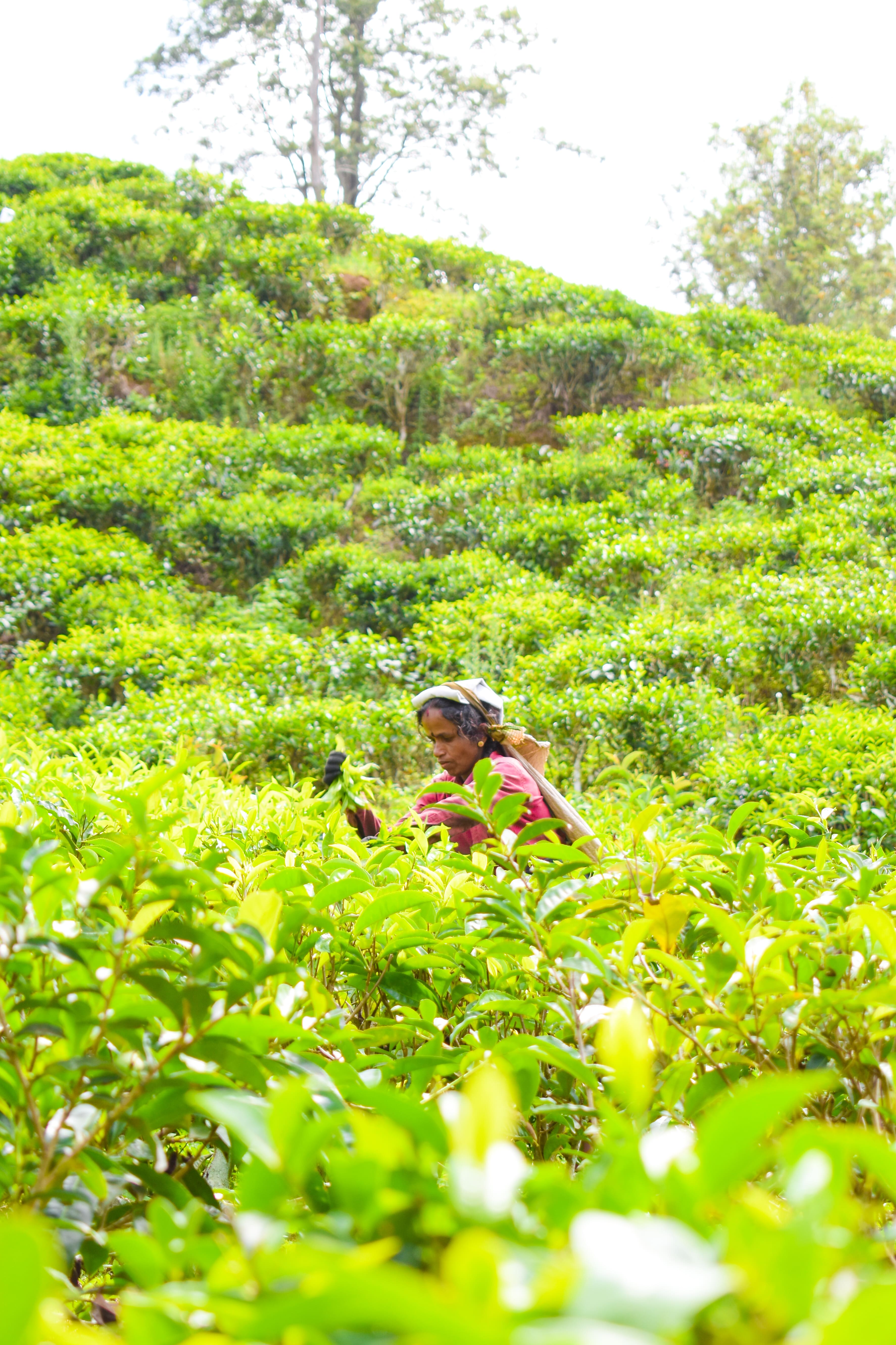 🌿 The Story Behind Every Cup – Sri Lanka’s Tea & The Art of Leaf Cutting